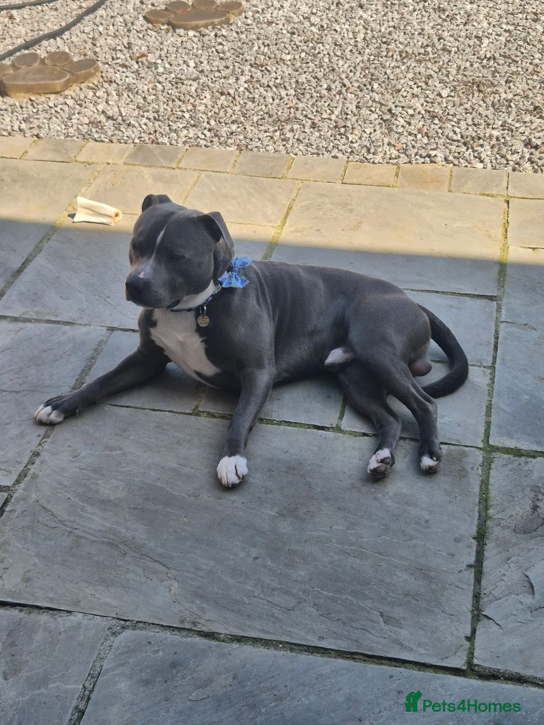 Staffordshire Bull Terrier dogs for stud: Staffy stud  in Addlestone - Advert 4