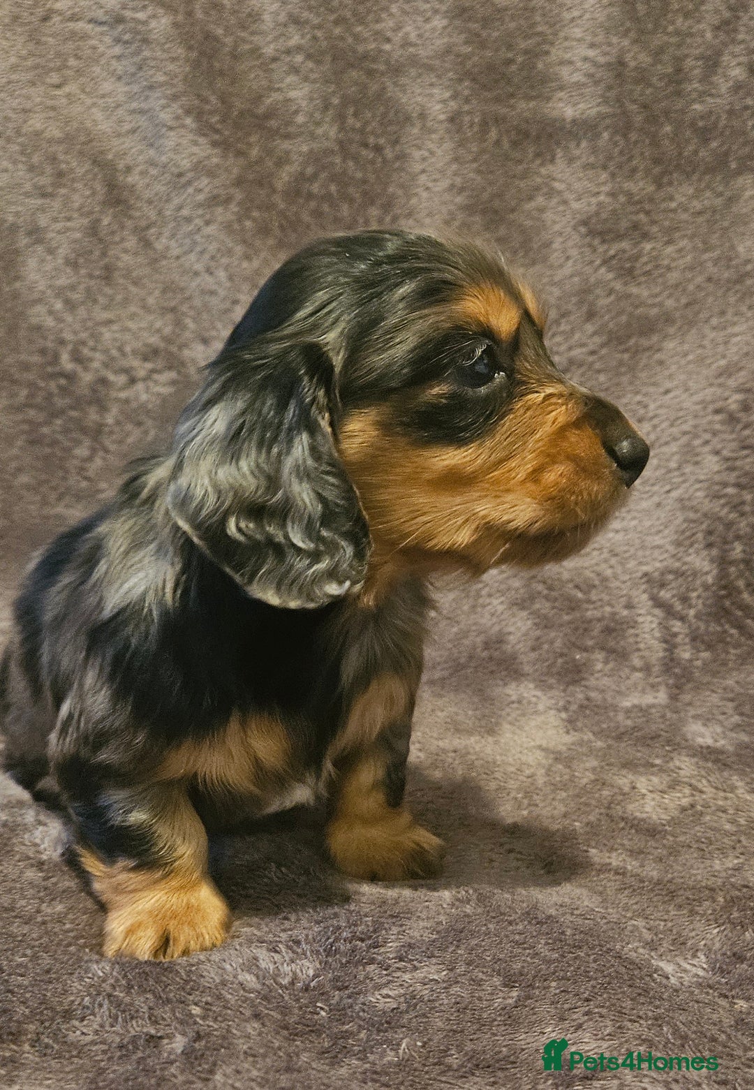 Miniature Dachshund dogs for sale: 3 adorable long hair miniature dachshund boys - Advert 15