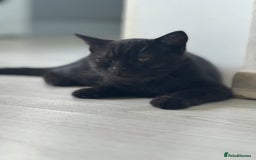 British Shorthair cats for sale: Last charming British shorthairKitten Available - Image 2