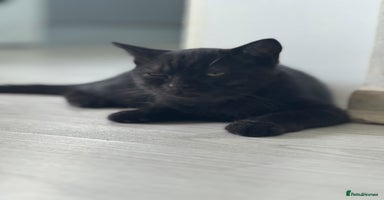 British Shorthair cats - Advert 12
