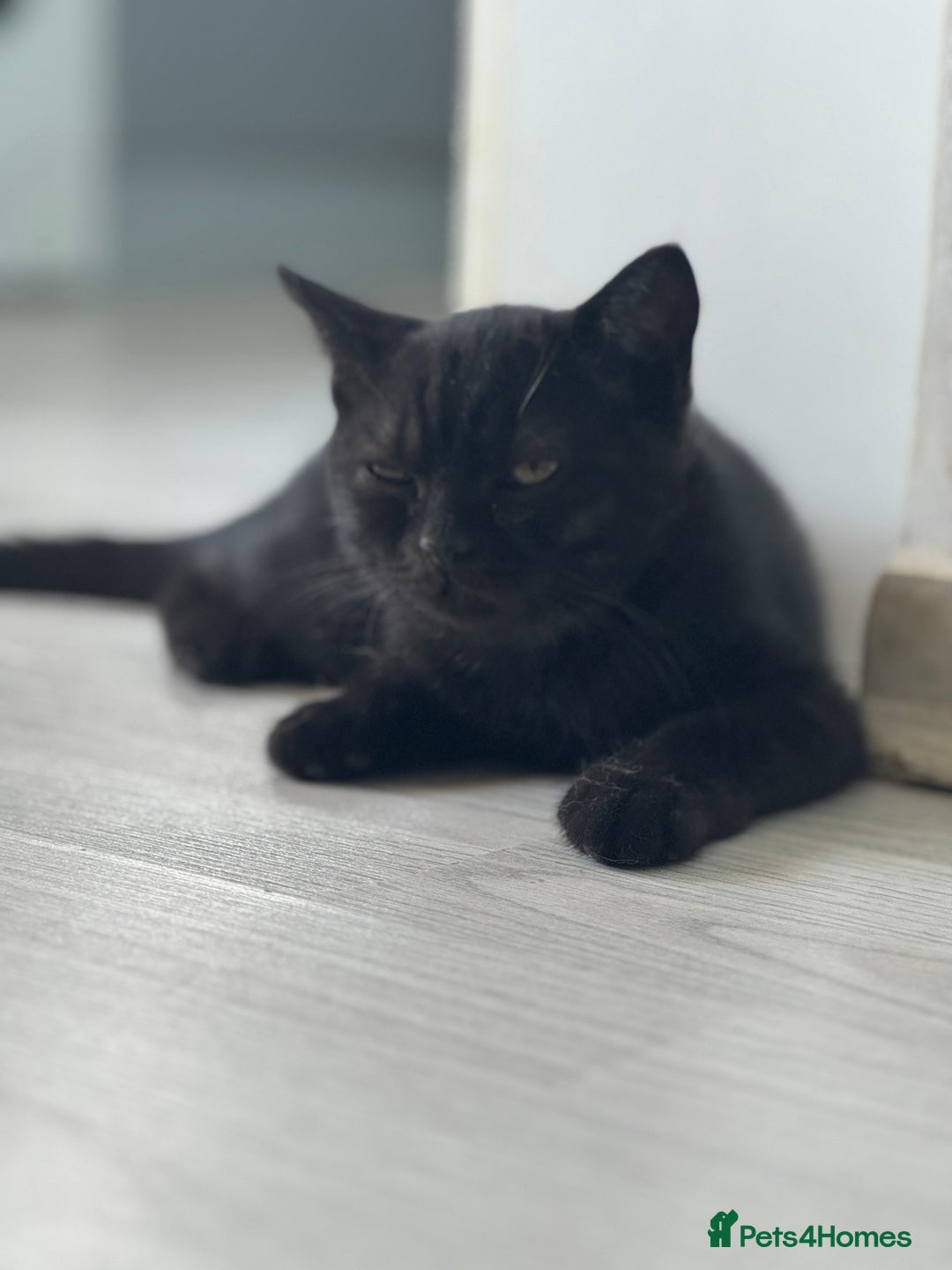 British Shorthair cats for sale: Last charming British shorthairKitten Available - Image 2