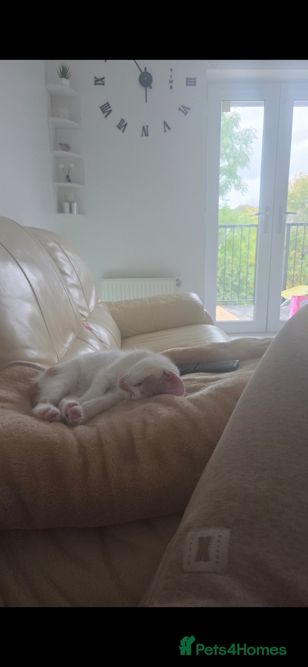 British Shorthair cats for sale: Baby / - Advert 8