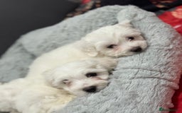 Maltese dogs for sale: Maltese puppy’s  - Image 14