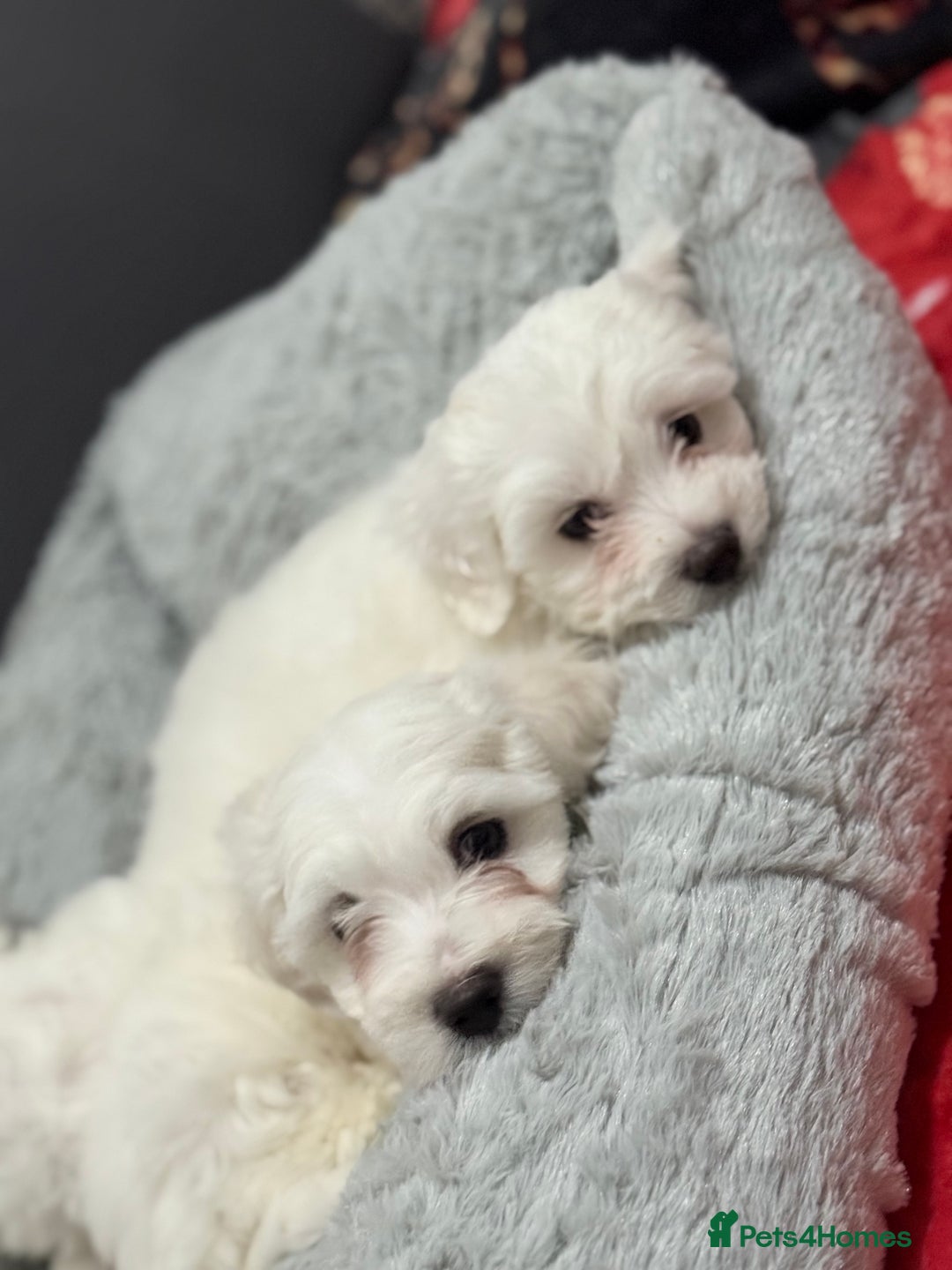 Maltese dogs for sale: Maltese puppy’s  - Image 14