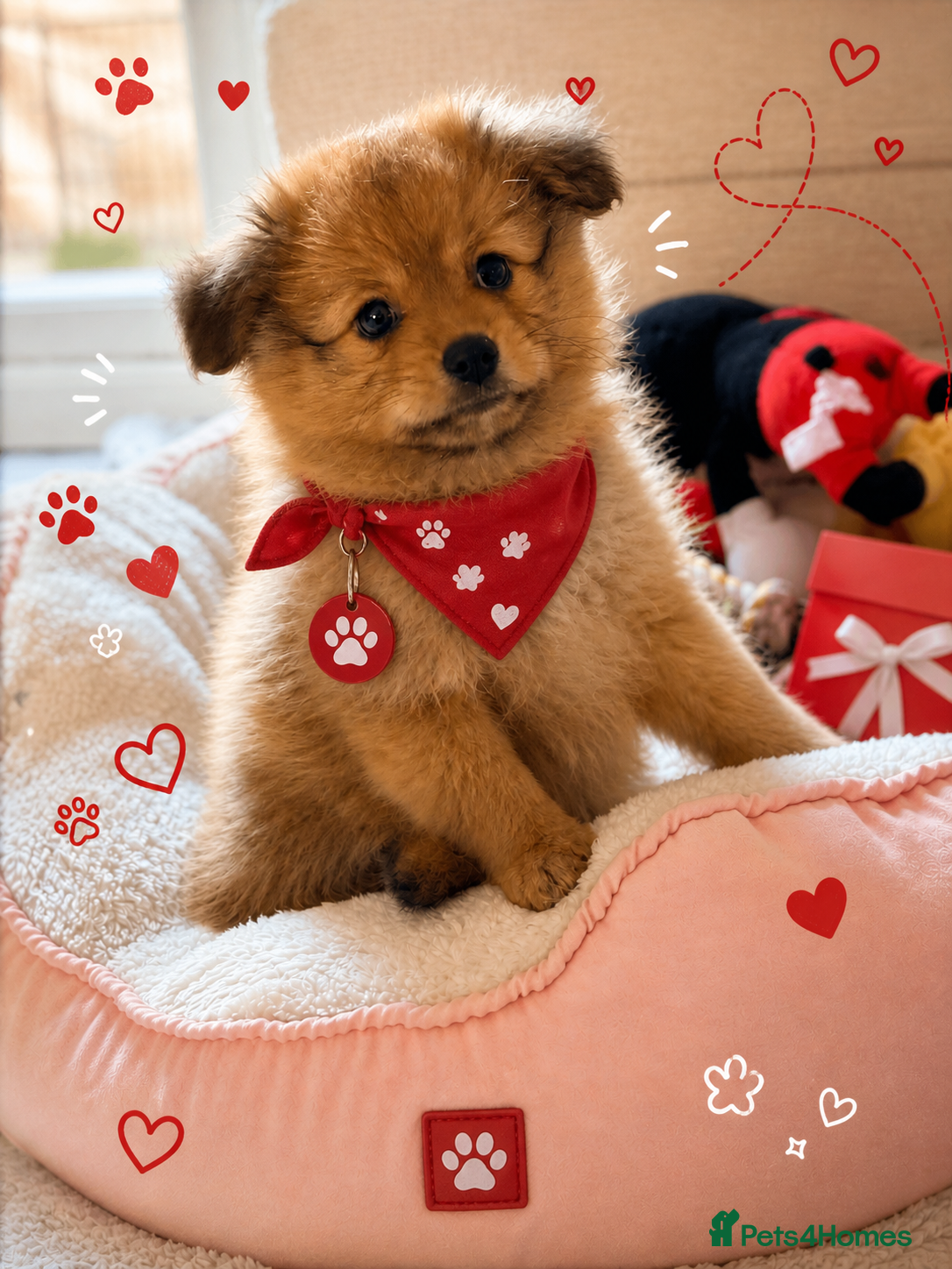Pomchi dogs 💎 Luxury Teddy Bear Pomeranian Mix Puppies  - Advert 1