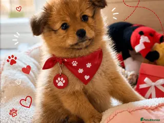 Pomchi dogs 💎 Luxury Teddy Bear Pomeranian Mix Puppies - Advert 2