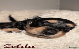 Miniature Dachshund dogs for sale: Miniature Longhaired Dachshunds - Image 4