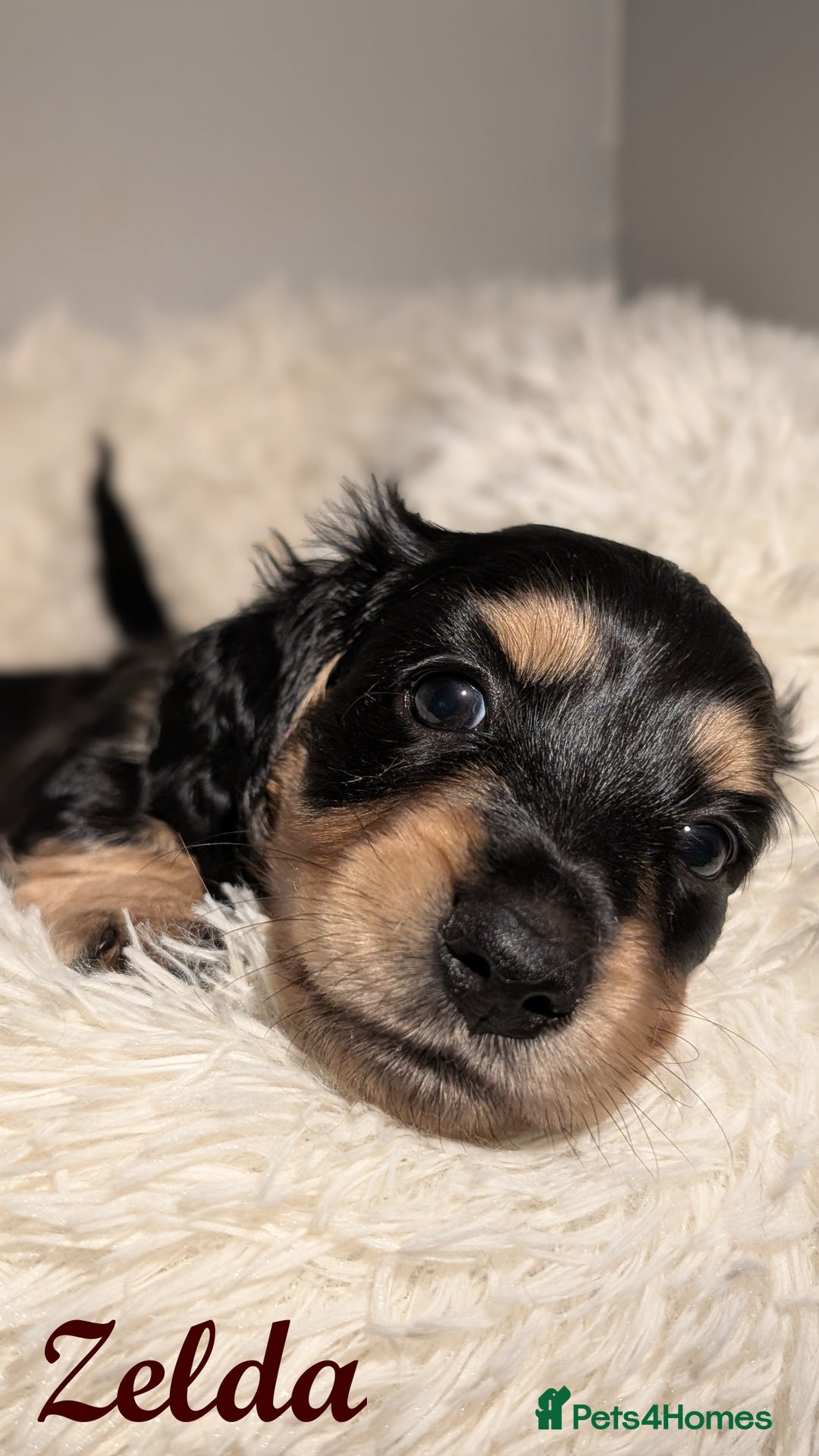 Miniature Dachshund dogs for sale: Miniature Longhaired Dachshunds - Image 4