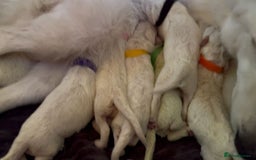 White Swiss Shepherd dogs for sale: White Swiss Shepherd Puppies 🐾🍼KC Registered - Image 4