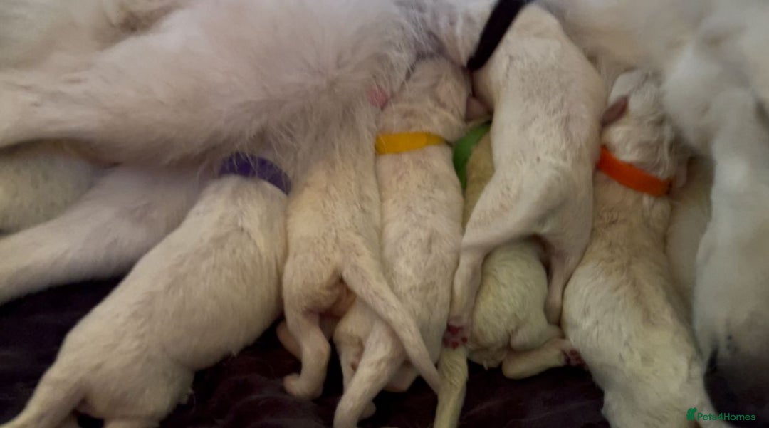 White Swiss Shepherd dogs for sale: White Swiss Shepherd Puppies 🐾🍼KC Registered - Image 4