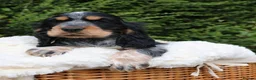 Cocker Spaniel dogs for sale: Extensively Health tested Parents & UNIQUE colours - Advert 10