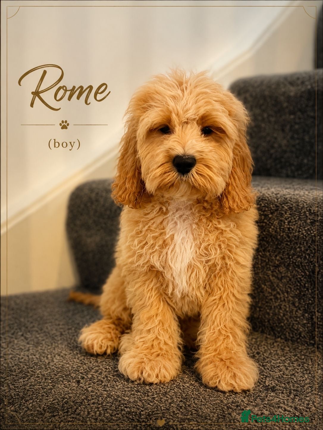 Cockapoo dogs American cockapoo from health tested parents - Advert 1