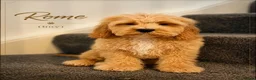 Cockapoo dogs for sale: American cockapoo from health tested parents - Advert 1