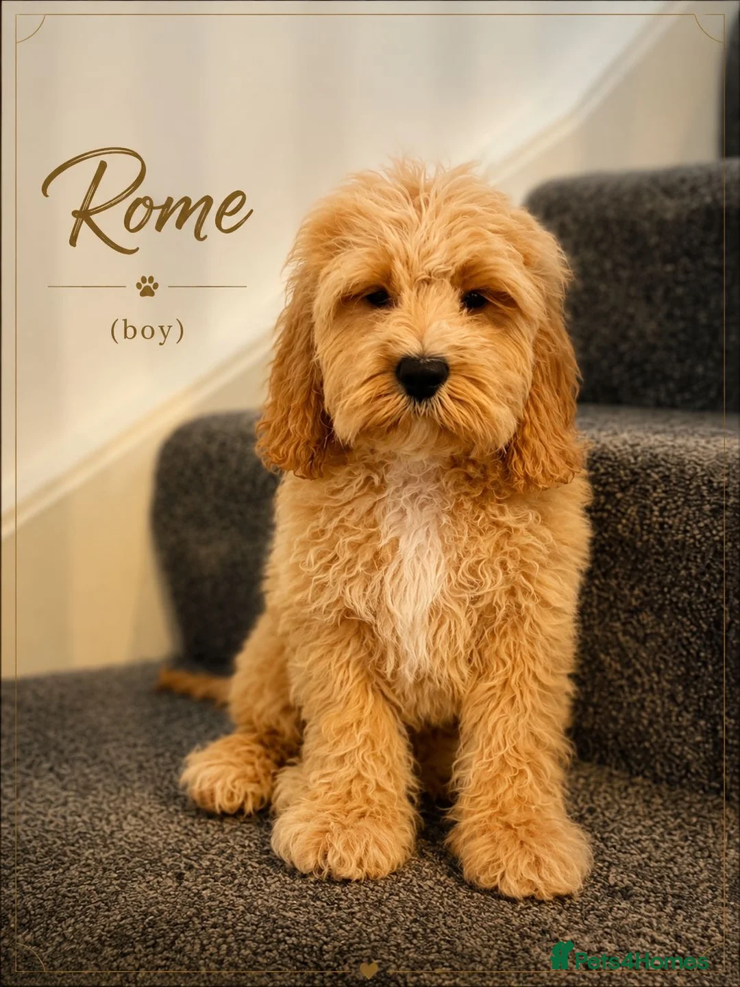 Cockapoo dogs for sale: American cockapoo from health tested parents - Advert 1