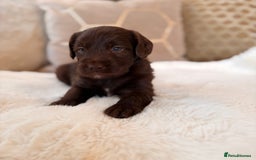 Labradoodle dogs for sale: ** RARE SILVER , CHOC & EBONY F1 LABRADOODLE PUPS  - Image 8