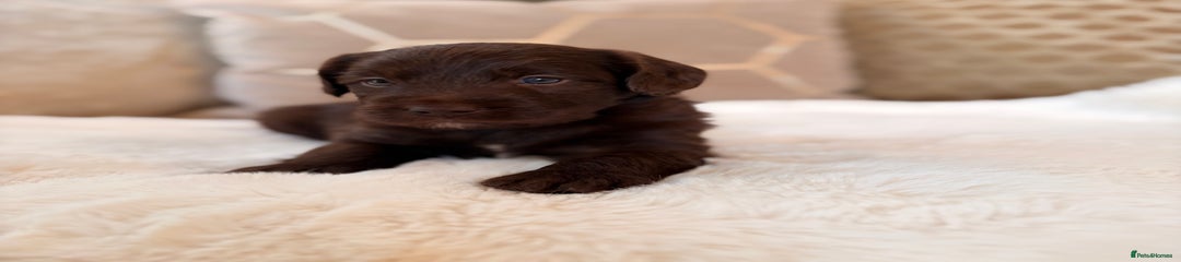 Labradoodle Puppy 2