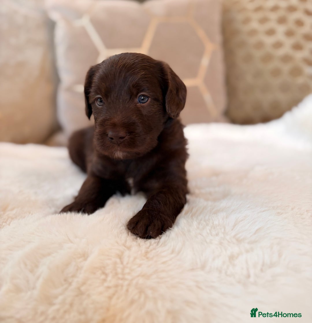 Labradoodle dogs for sale: ** RARE SILVER , CHOC & EBONY F1 LABRADOODLE PUPS  - Image 8