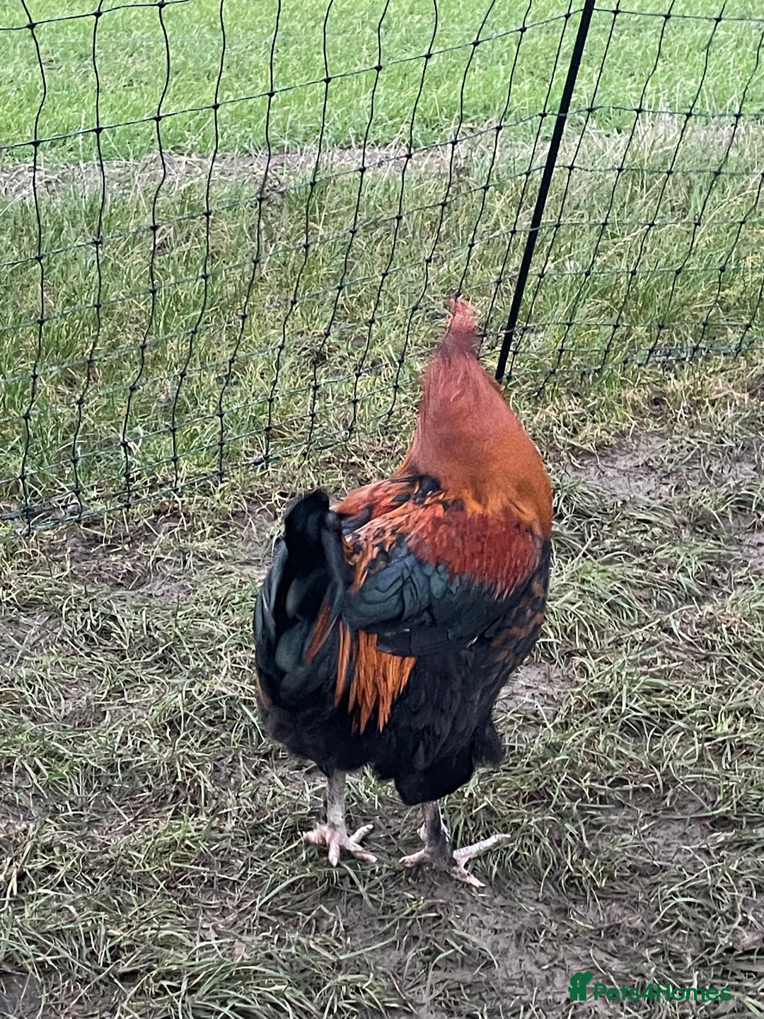 Chickens poultry for sale: Mixture of hens and cockerels - Advert 14