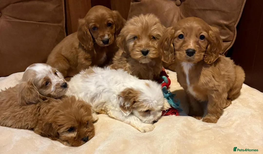 Cockalier dogs for sale: Adorable cockaliers  - Advert 1