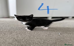 Mixed Breed cats for sale: 5 bsh mixed kittens ready  - Image 10