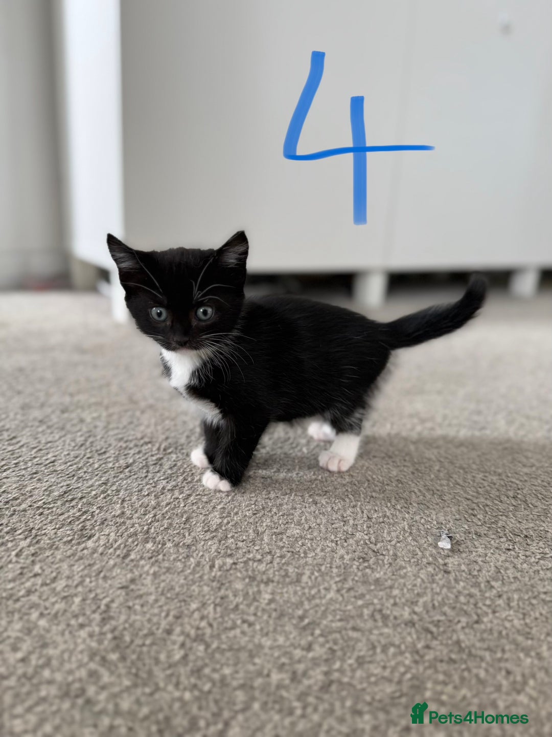 Mixed Breed cats for sale: 5 bsh mixed kittens ready  - Image 10