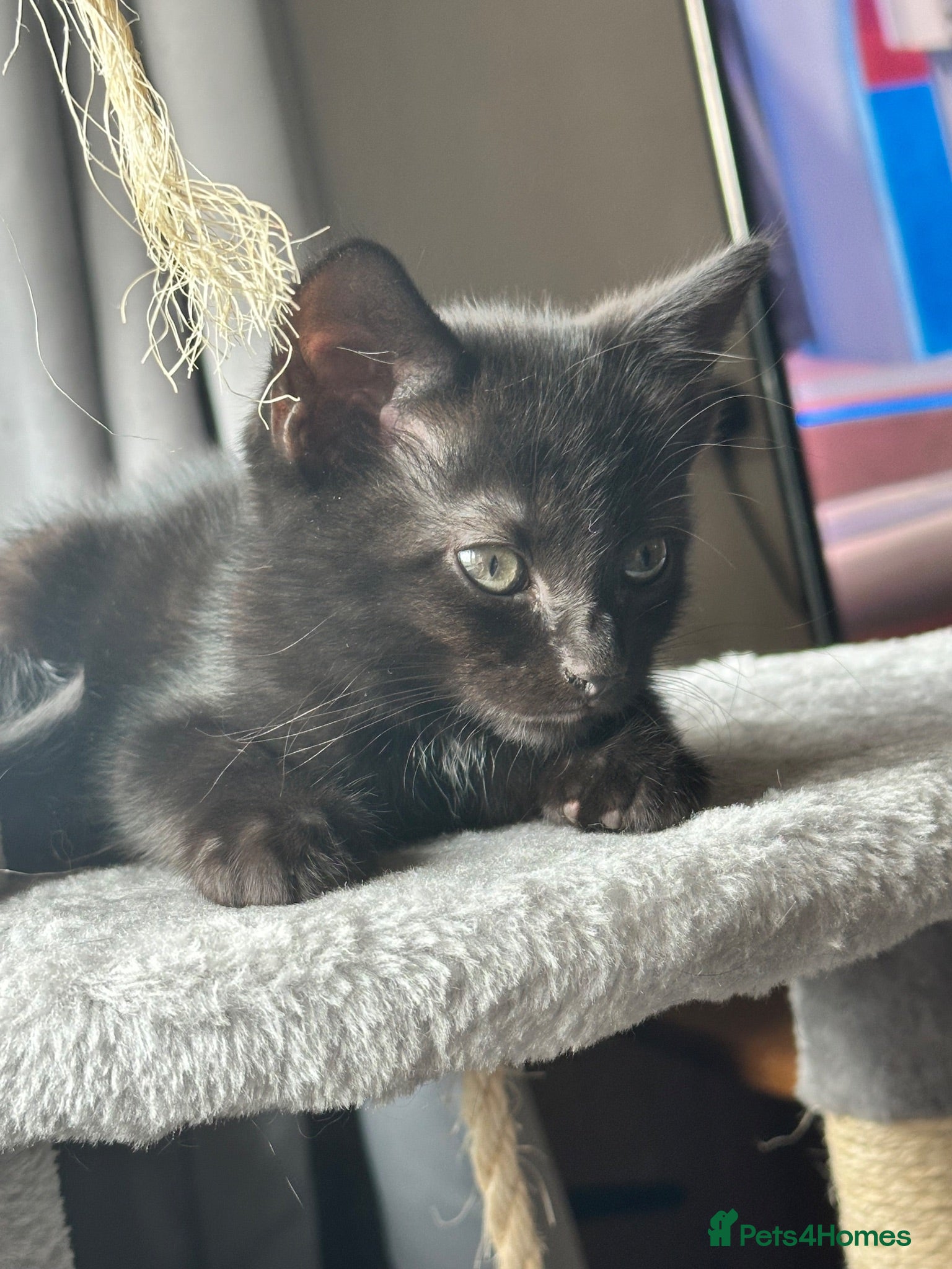 Mixed Breed cats 5 female kittens for sale - Advert 1