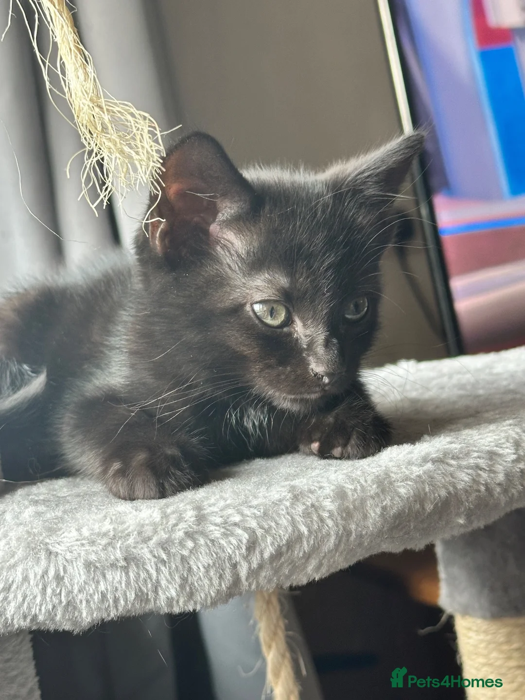 Mixed Breed cats for sale: 5 female kittens for sale - Advert 1
