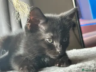 Mixed Breed cats Female kittens ready to leave - Advert 6