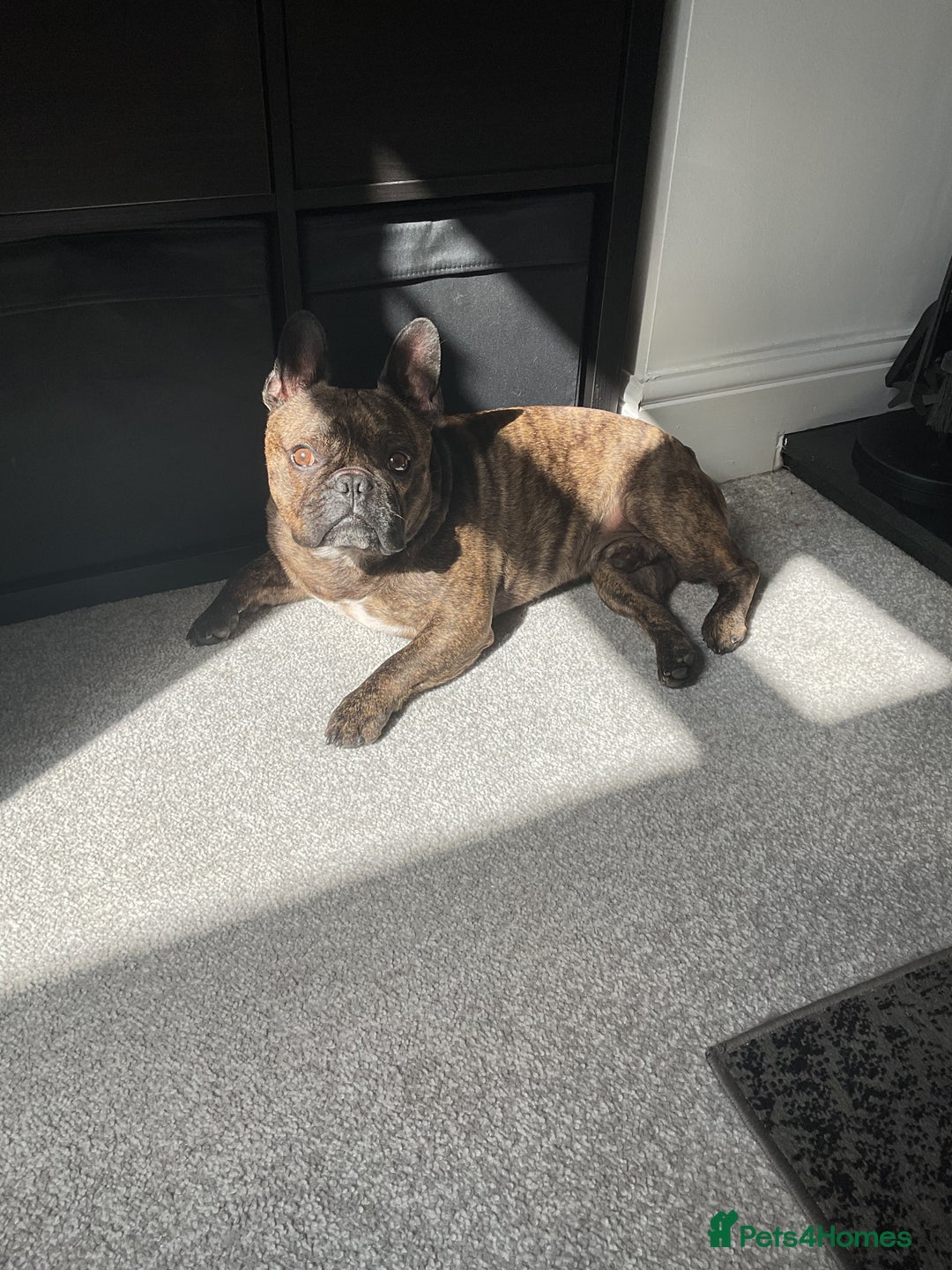 French Bulldog dogs for sale: Hugo 6yo frenchie - Image 1
