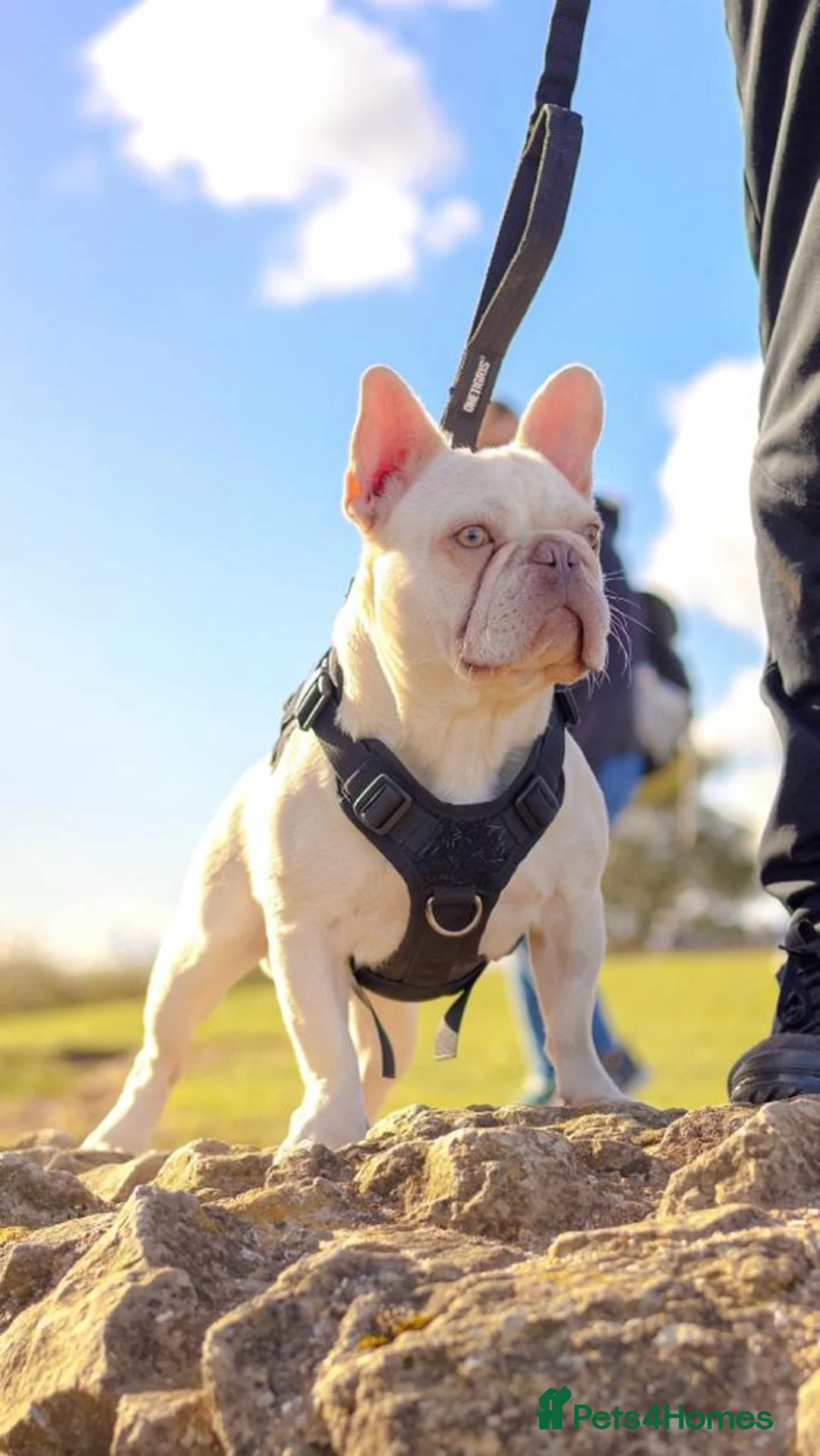French Bulldog dogs for stud: Lilac tan pink testable fluffy French bulldog stud in Basildon - Advert 3