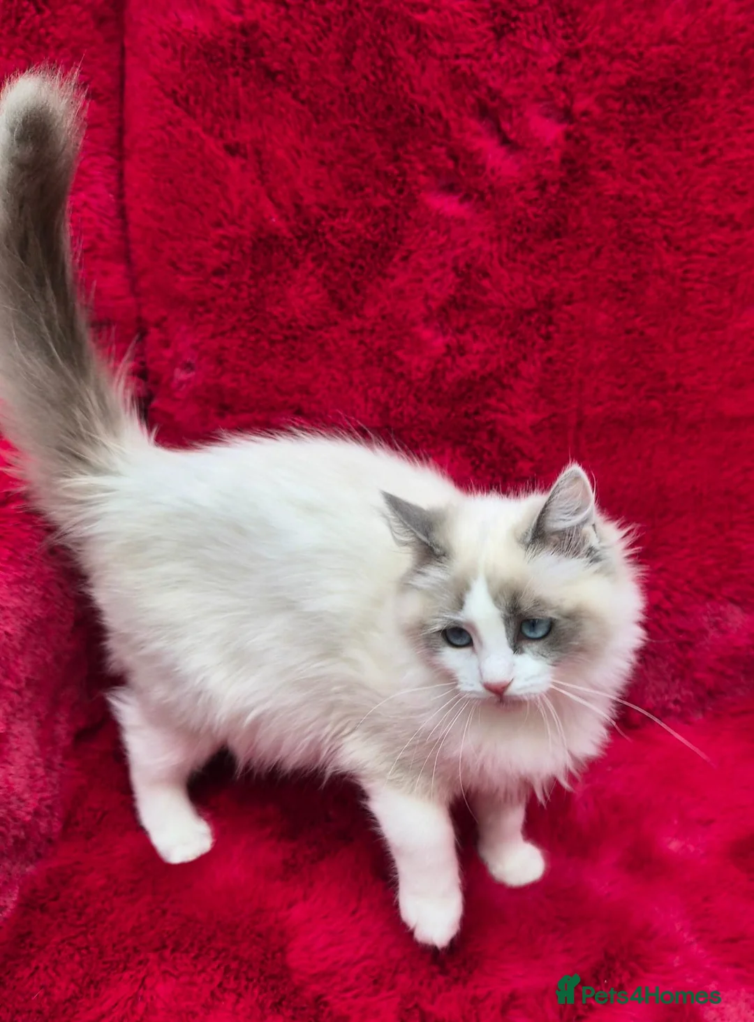 Ragdoll cats for sale: GCCF Registered Ragdoll Kittens  - Advert 1