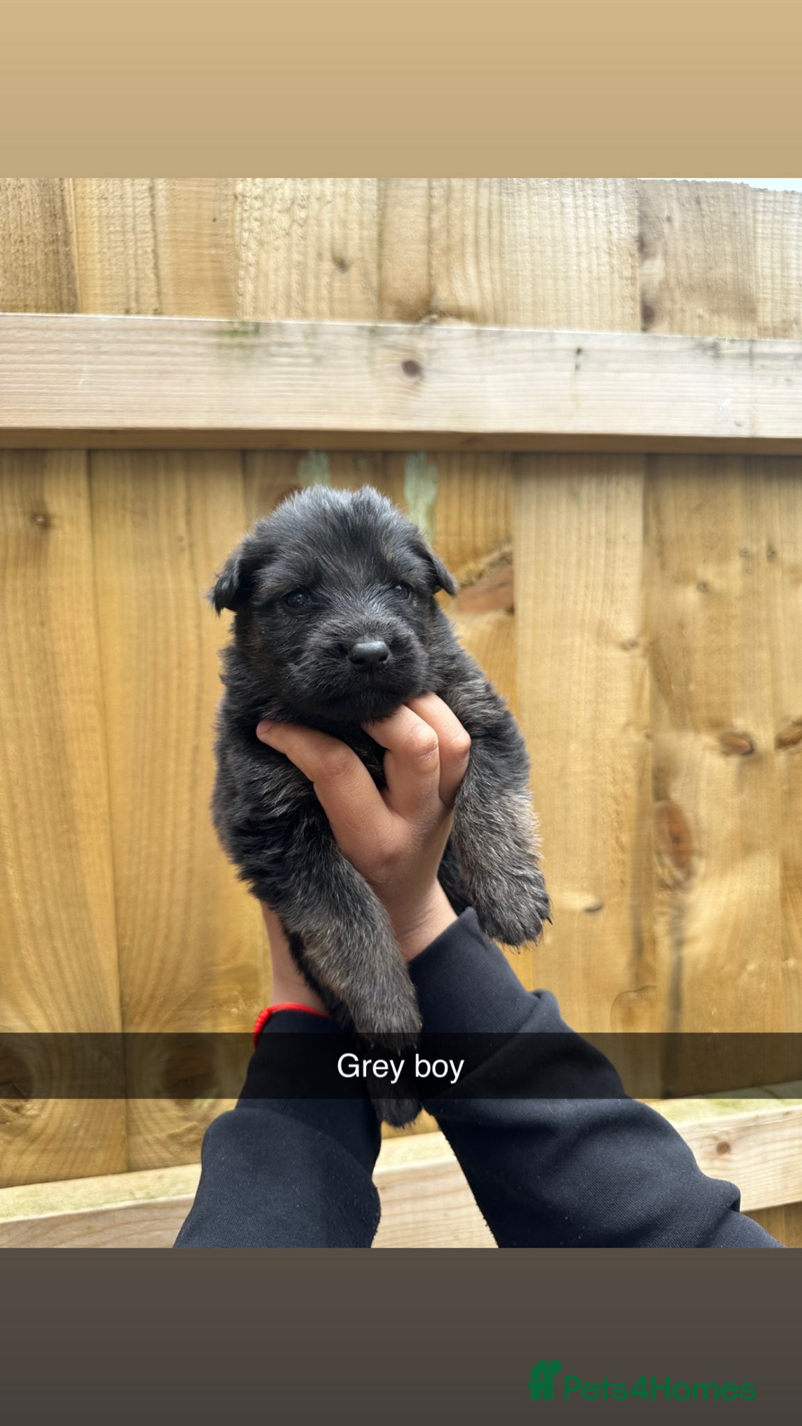 Mixed Breed dogs German shepherd pups for sale  - Advert 1