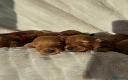 Cavapoo dogs for sale: Beautiful Red F1b Cavapoo Puppies - Image 19