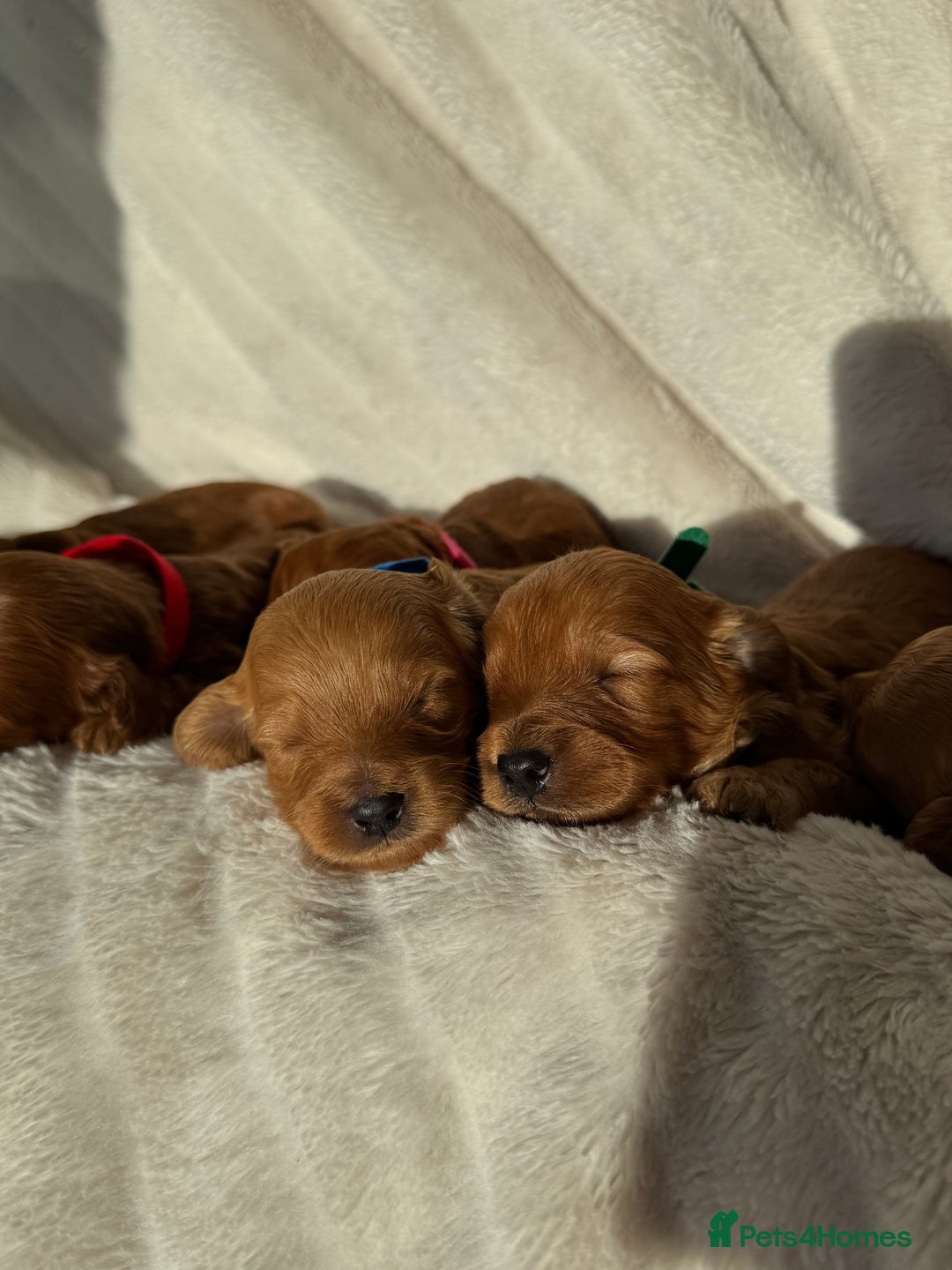Cavapoo dogs for sale: Beautiful Red F1b Cavapoo Puppies - Image 19