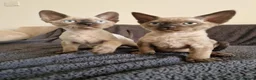 Devon Rex cats for sale: Adorable Devon Rex Kittens 💕 - Advert 4