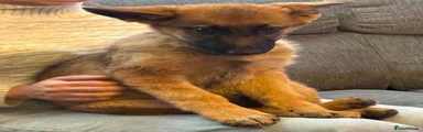 German Shepherd 2