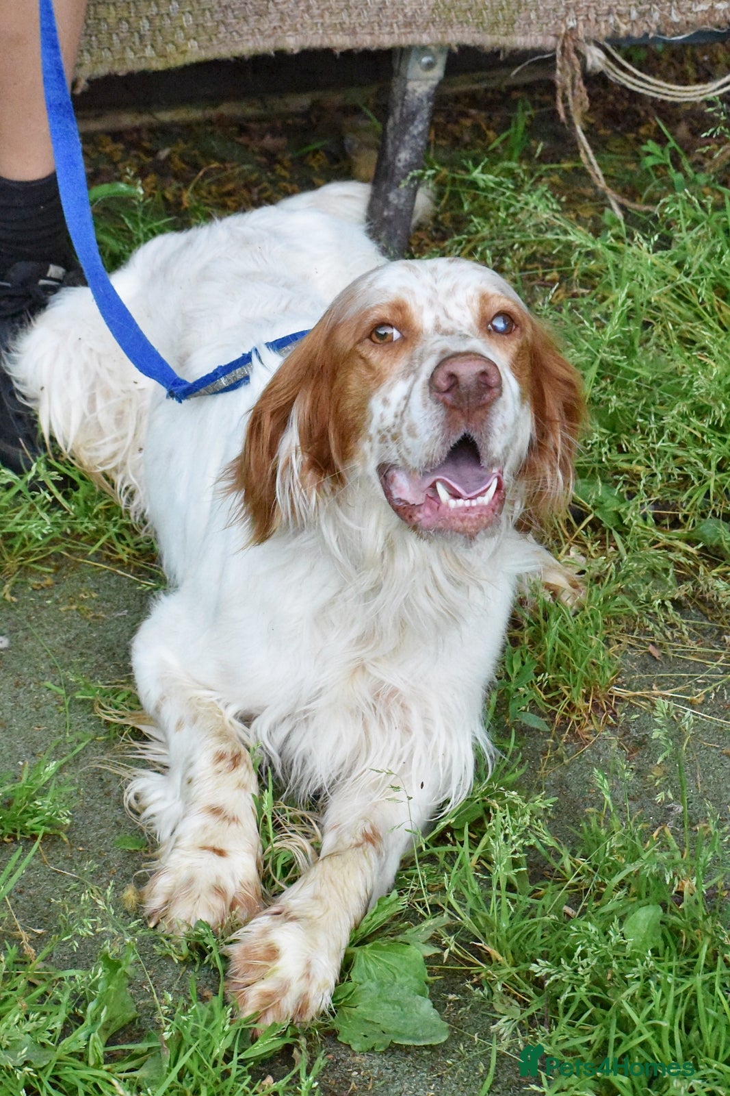 English Setter dogs for adoption: Leo   in Penryn - Advert 6