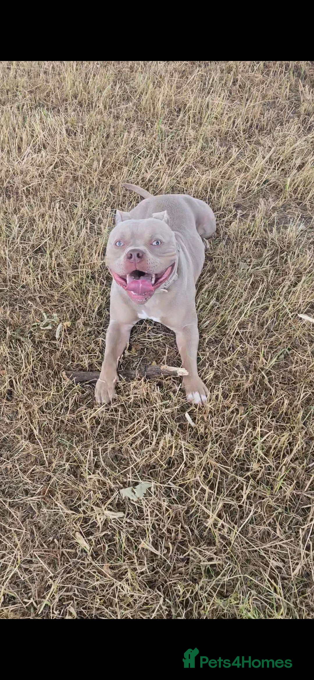 American Bully dogs for sale: Male pocket bully for rehoming - Advert 2