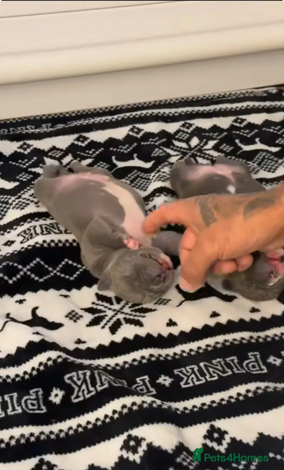 Staffordshire Bull Terrier dogs for sale: 1st Class 100%Staffy puppies Kc Reg - Advert 23