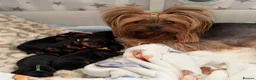Yorkshire Terrier dogs for sale: Yorkshire terrier puppy’s available  - Advert 1