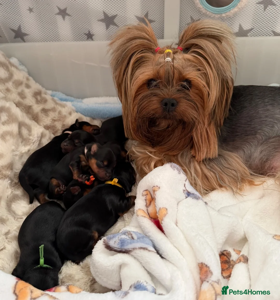 Yorkshire Terrier dogs for sale: Yorkshire terrier puppy’s available  - Advert 1