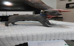 Whippet dogs for sale: Whippet pups  - Image 2