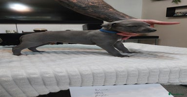 Whippet dogs - Advert 3