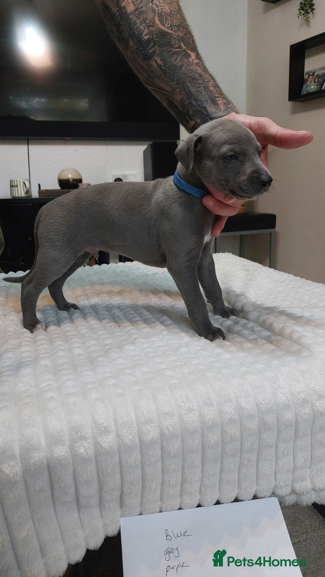 Whippet dogs for sale: Whippet pups  - Image 2