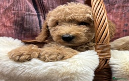 Cockapoo dogs for sale: Beautiful Cockapoo pups looking for forever homes in Treharris - Image 4