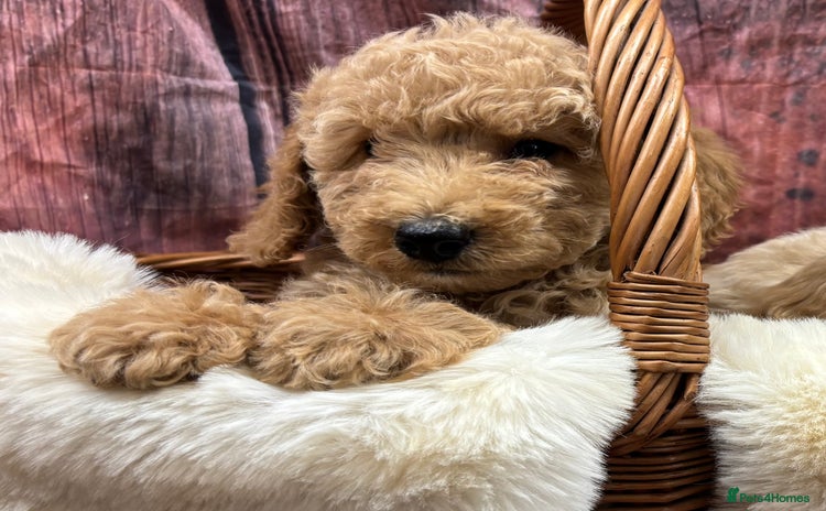 Cockapoo dogs in Treharris - Advert 4