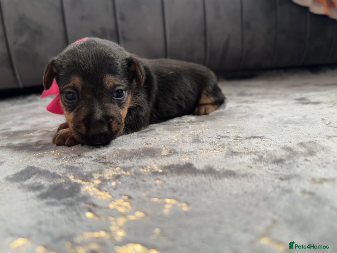 Jack Russell dogs for sale: One boy and one girl Jack Russell left  - Image 23