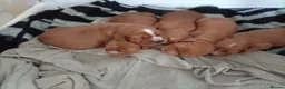 Cocker Spaniel dogs for sale: 5 Beautiful Golden Cocker Spaniel Puppies - Advert 20