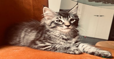 Maine Coon cats - Advert 8