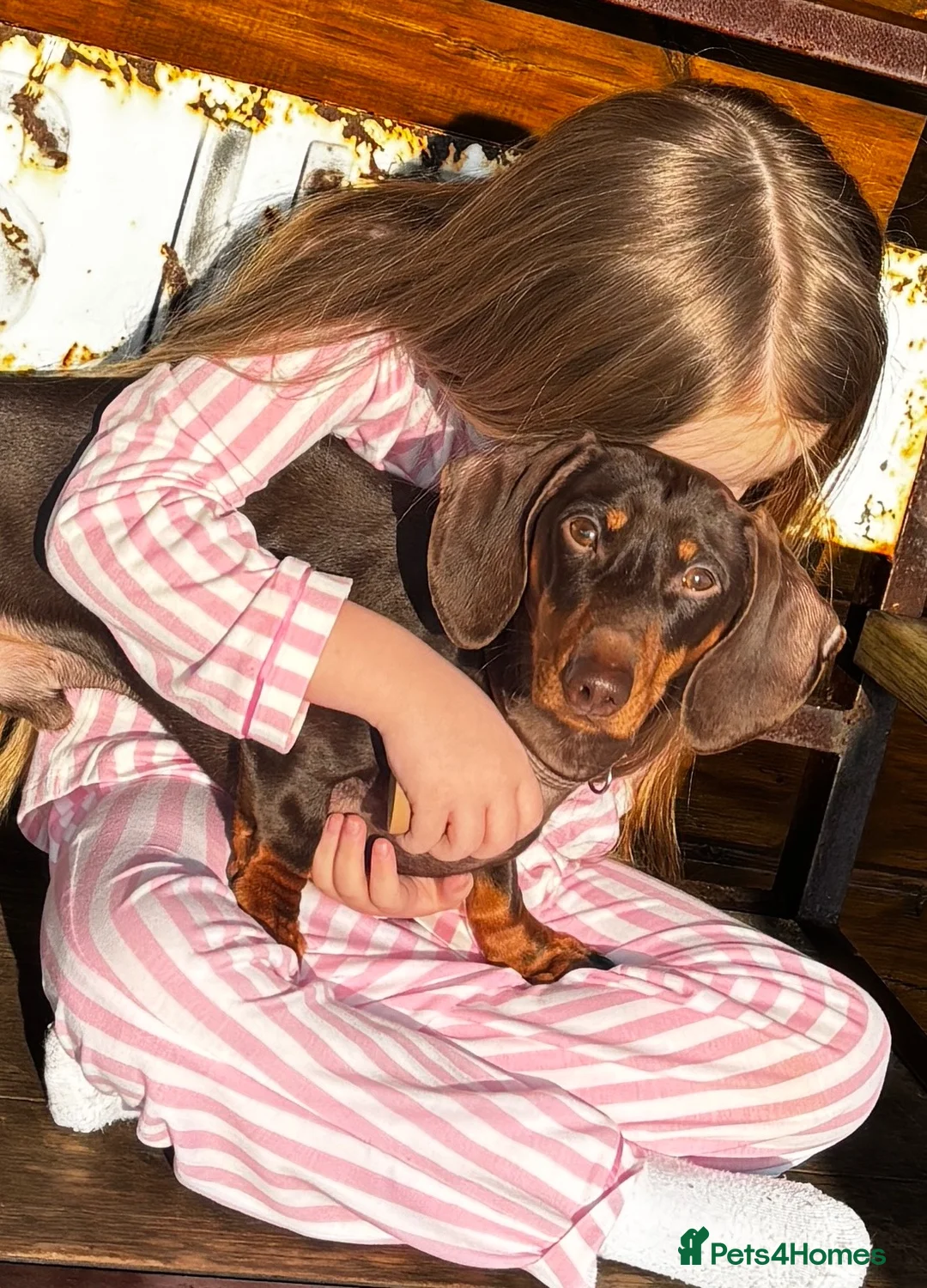 Dachshund dogs for stud: 🐶 Quality Dachshund Stud Available 🐶 - Advert 2